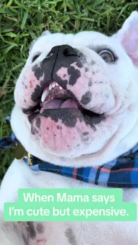 #fypage #bulldog #bulldogsoftiktok #cute #expensive 