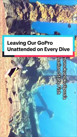Leaving our GoPro unattended on EVERY dive. June 24th, sunrise. #Ocean #Fishies #fyp #seaturtles #cutefish #divedivelive #trending #ExplorePage #nature 