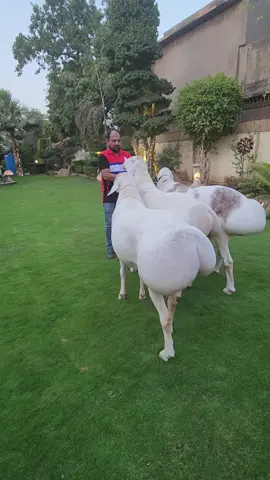 ALLAH hamare bhai @Hussyjanu ka shook aur junoon slamat rakhe . #entertainment #trending #viral #beautiful #beauty #dailyforyou #dailyvlog #foryouofficial #FYP #fyp #foryou #Love #qurbanilover 