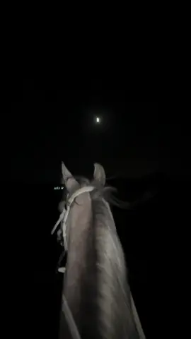 ليل وخيل وقمرا✨🤍#خيل_وخياله🐎🖤ماشاءالله #العمده #اصيل #سند #مكه_الزايدي #اصيل_ماركوس #اصايل #سعيد #عهد_الخالدية 