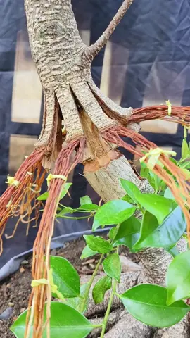 Tahap pecah Batang (Bringin Kimeng) 