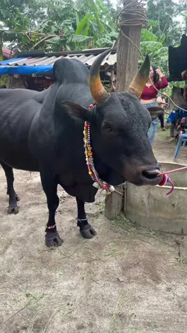 #ค่ายโคเสือไม่สิ้นลาย🐅 #ลูกดำ999 🐂