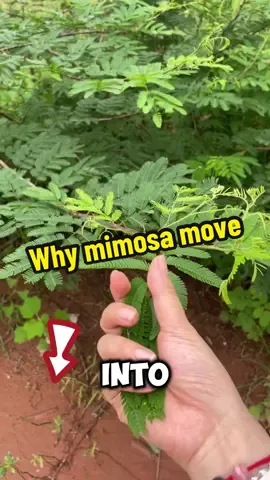#sensitiveplant #mimosapudica #mimosa #seeds fun #plant for #planting why mimosa move?