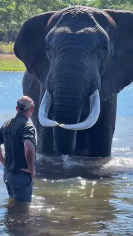 Elephant anger 🐘🔥 #wow #cool #video #foryou 