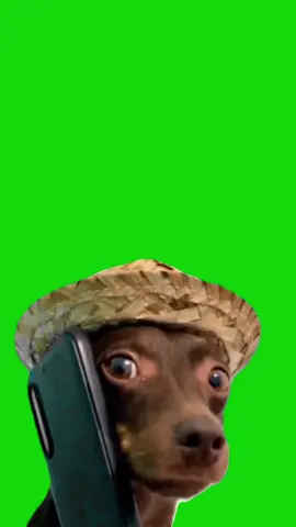 Dog Calling meme green screen capcut template #petmeme #dogmemes #callingyou #phonecall #ringing #greenscreenmeme #capcuttemplates #CapCut 