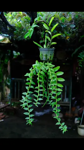 @Nguyễn Tài Tùng🇻🇳 cách ghép lan dưới đáy chậu bạn đã biết chưa? #xuhuong #fyp #lanlongtu 
