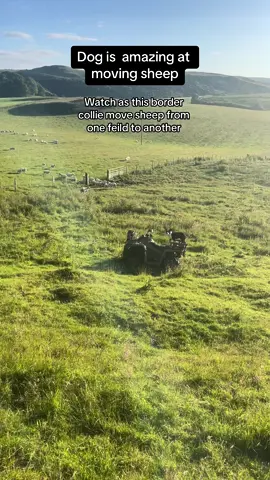 Must watch as this incredible border collie dog ia a expert at moving sheep, unbelievable as one dog moves hundreds of sheep from one feild to another #fyp #foryou #dog #viral #trending #tiktok 