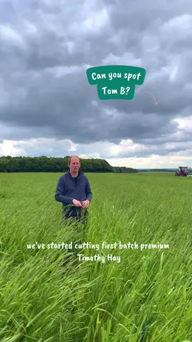Our Tasty Timothy Hay has grown how high… 🤯 VOLUME UP to learn more! #TheHayDayWay #Harvest #BritishFarming #TimothyHay #Farmers #Rabbits #SmallPets #GuineaPigs #Hay #Haybox #bunniesoftiktok #bunnies #fyp