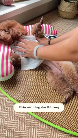 80 chiếc trong 1 bịch vệ sinh thoải mái cho bé hàng ngày 🐶 #khanuotchothucung #khanvesinhthucung #cunyeu #fyp #dog #pet #poodle #cute #bunquystoc 