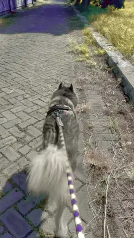 jalan2 dulu🦮🦊 #siberianhusky #husky #dogsoftiktok #fyp #huskylife #doglover #doglife #trending 