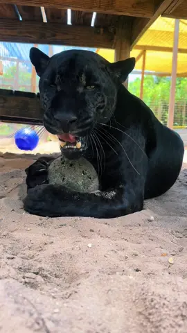 Gemini & her giant catnip ball! #NOTpets #jaguar #jag #blackjaguar #blackpanther #bigcat #bigcats #catnip #cat #cats #wow #amazing #animal #animals #fl #florida #fyp  