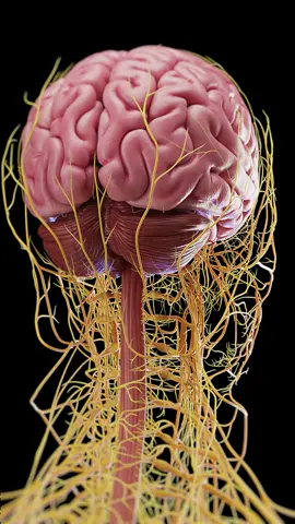 💥 Exploding Brain Myths with an Exploded Brain View! 💥 Ever seen the brain's parts laid out? Let’s explore what each section does and how it affects you daily! #FunFact #BrainScience #sciepro #EduTikTok #med #medical #meded #science #sciart #3d #animation #education #health #vray #autodesk #zbrush #rendering #medstudent #brain
