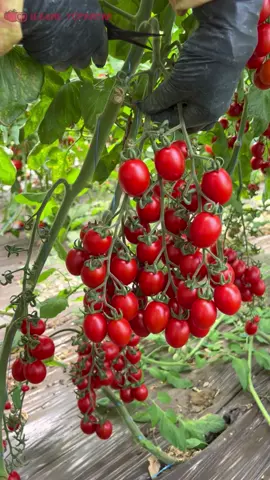 Avem frumusețile acestea în grădină, trebuie să le încercați! ❤️🥫🍅 #veggies #vegetables #greenhouse #farming #harvest #constanta #topraisar #legume #natural #tomato #farm #countryside 