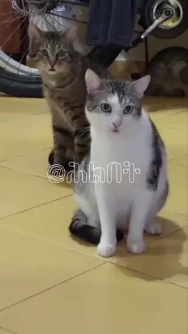 ጨጉራ ገደፍ #eritreantiktok🇪🇷🇪🇷habesha  #eritreancomedy #ኤርትራንኤሪትራዊያን🇪🇷🇪🇷🇪🇷🇪🇷 #eritreancomedy😂😂🇪🇷 #eritreanfunny #eritreantiktok #foryour 