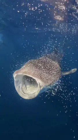 Pernah liat whale shark lagi makan ga? #whaleshark #videoviral #fyp #underwater #sumbawaisland 