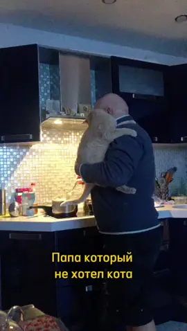 Папа который не хотел кота #cats #funny 