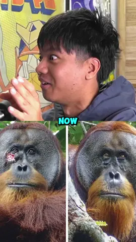 Orangutan Heals Himself😱#fyp #orangutan #healing 
