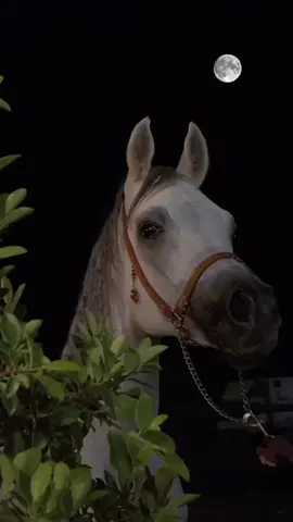 خلفَ كَل هدوء ركََاماً من الإنهيارات..🥀🖤 #خيل #ستوري #انستا #ريلز_explor #خواطر #تصاميم_فيديوهات #مشاعرمبعثره #فولو #شيلات #شعر #سوريا_تركيا_العراق_السعودية_الكويت  @Ahmadkf_99 