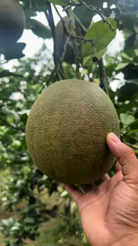 Bưởi da xanh miền bắc hay gặp vấn đề này #nongnghiep #kythuatcaytrong #caytrong #lucngan #vaithieulucngan #nongdan #vaithieu #cam #caycomui #bưởi #buoidaxanhtiengiang 