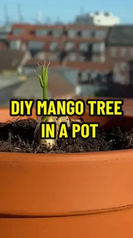 Mango Husks = Magic! 🌱😲 Next time you eat a mango, don’t just throw out the middle.. it’s a baby seed waiting to sprout - so bring it to life instead of letting it get buried and rot somewhere far from its natural environment! 🥺 #mango #recycle #tipsandtricks #planttips #fruit #homemade #DIY #howto 