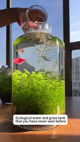 Do you want one?#foryou #foryoupage #aquariums #fishtanks #fishtoks #DIY 