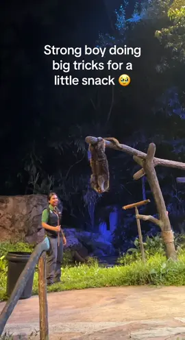 Is there a cuter animal than the binturong? I was looking at my dogs today thinking we need to up our trick game after I remembered this little guy at this awesome Night Safari. #binturong #nightsafari #singaporezoo #mandai #safari #nightzoo #asiananimals #tricks #snacks #mammals #nocturnal #nocturnalanimals #singaporetrending #singaporelife #singaporetravel #singaporetrip #singaporeactivities #cuteanimal #animaltraining #animaltricks #animalworld 