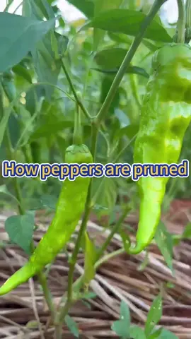 How to prune peppers #garden #planting #gardening #plants #farming #gardeningtips #veggiegarden #peppers #pruning 