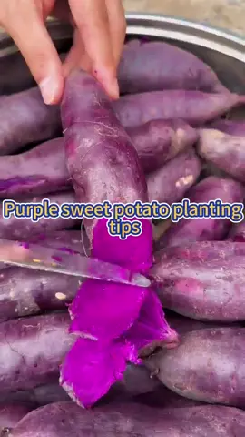 Purple sweet potato / purple yam / ube #garden #planting #gardening #plants #farming #gardeningtips #sweetpotato #purpleyam #ube 