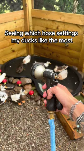 Can someone point me in the direction of a hose nozle with more settings to try #ducks #callducks #wateringducks #ducksoftiktok🦆 #cuteducks #fypage #duck 