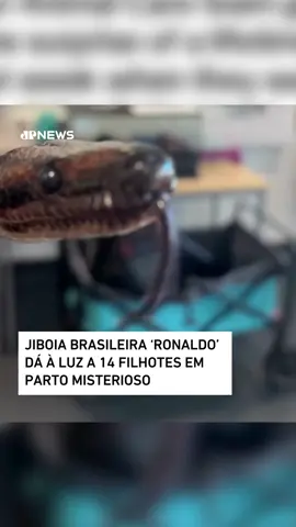 Uma jiboia-arco-íris brasileira chamada Ronaldo surpreendeu a todos ao dar à luz 14 filhotes no viveiro da faculdade da cidade de Portsmouth, na Inglaterra. A surpresa foi dupla: primeiro, os funcionários pensavam que Ronaldo era macho; segundo, a cobra de 1,8 metros não tinha contato com outras cobras há pelo menos nove anos. O nascimento foi considerado um 