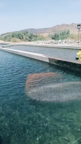 #غاوي سمك #المملكه_العربيه_السعوديه🇸🇦 #السعودية🇸🇦 #غاوي #علف #مزرعه #سمك #حول_العالم #مكه #جده_الان #تيم_مصري_سعودي🇸🇦🇪🇬 #عيد_سعيد #الشعب_الصيني_ماله_حل #قطط 