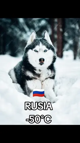 En Rusia, los #Huskies disfrutan de las temperaturas bajo cero y kilómetros de #nieve. En Canadá, estos perros aprovechan la nieve para hacer #ejercicio y #divertirse. En Noruega los #Huskies  muestra su fuerza y resistencia en competencia de trineos. Y en #Bolivia Nuestra amiga prefiere disfrutar de la comunidad de una buena cama, buena cobija y con sus #patitas de #pollo #deshidratadas favoritas. #santacruzdelasierra🇳🇬 #parati #mascotas #100%natural #felices #perrihijos 