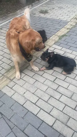 Me encontré nuevos amigos. #goldenretriever #mascotas #humor #fyp 