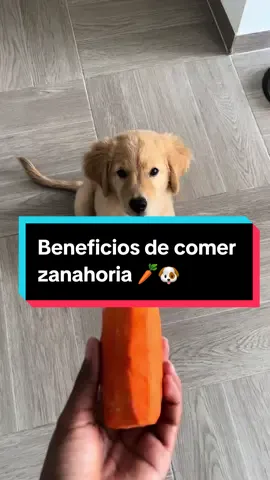 Mi primera vez comiendo Zanahoria 🥕🐶🤤✨💙 #zanahoria #puppy #goldenretriever #perrostiktokers #parati #beneficios #salud #cachorros #oddie #dogsoftiktok 