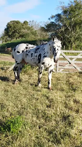 SE VENDE PADRILLO PINTADO . MANSO DE ANDAR. #horse #overos #appaloosa #ventas 