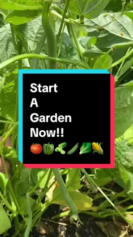 It’s not to late to start a garden! Buy tomato and pepper plants from your local nursery and plant seeds that are fast growing. You will still be able to get a harvest from: Tomatoes (cherry) Squash Zucchini Bush Beans Cucumber Peppers (sweet) Sweet Corn Lettuce  #gardeningforbeginners #summergarden #beginnergardener #gardeningtips #gardening101 