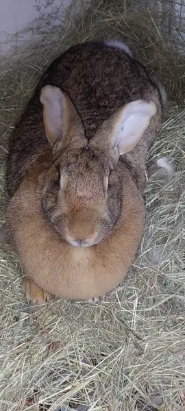 Nafas yg tersengal sengal menjadi salah satu ciri mendekati lahiran  #kelincijumbo #kelinciraksasa #flemishgiant #flamishgiant #rabbitlovers🐇 