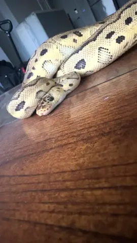 Corkscrew and the pups  #ballpython #ballpythons #ballpythonmorphs #royal Python #ballpythonsofinstagram #python #pythons #snake #snakes #snek #reptile #reptiles #reptilesofinstagram #reptilelover #reptilekeeper #pet #pets #daily #instagram #tiktok #reels #cute #fun #happy #ballpythonsoftiktok #boise #idaho #dog #puppy 