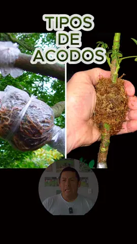 Acodo Tipo MONTICULO