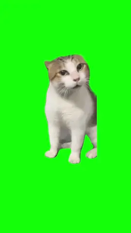 Cat mewoing meme green screen #meme #greenscreen  #discord #summerlove  #insideout   