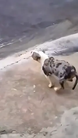 再会　Reunion　#愛犬 #再会 #かわいい #reunion #cute #doglove