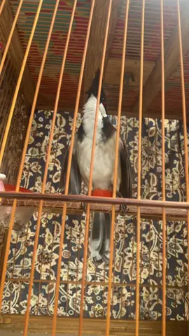 Căng quá rồi #chàomao #chàomàoché #chimchàomào #tiktokgiaitri #xuhuong #tiktok #xuhuongtiktok #TikTokGiaiTri 