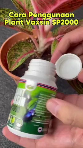 Hanya 3 langkah pokok terlindung dari serangga dan penyakit 😍 #SP2000 #ladang #pertanian #plantvaxsin #fyp #fypシ゚viral #racuntiktok #imunisasipokok #pokokimune #seranggaperosaktanaman #CapCut #seranggaperosak 