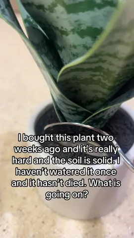 this plant i just bought is so weird