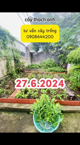 #caythachanh cách trồng từ cành 