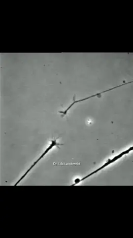 #shark #seal #racing #neurons #dog #cat 