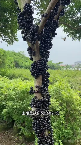 Nho thân gỗ cây ăn trái sân vườn sưu tâm LH @365140841 #quynhhuonggarden #nhothango #caycanhdep #caycanh 