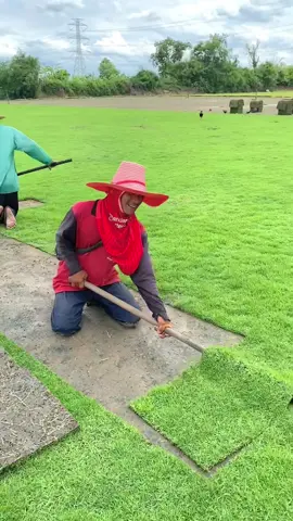 จัดให้สวยๆเลยค่าา ขอบคุณทุกออเดอร์นะคะ🙏💖 #ไร่หญ้ามัลลิกา #จำหน่ายหญ้าทุกชนิด #รับจัดสวน #ปลูกต้นไม้ราคาถูก #ส่งหญ้าทั่วประเทศ #อย่าปิดการมองเห็น #fyp #หญ้านวลน้อย #หญ้าญี่ปุ่น #หญ้ามาเลเซีย #สนามฟุตบอล #asmr #ปทุมธานี 