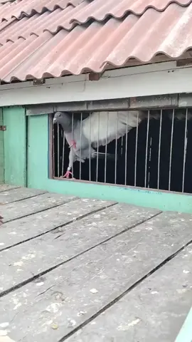 How do pigeons get out of the trap door #pigeon #1million @TikTok Bangladesh 