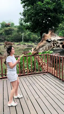 Seru bangettt🤗🥰 foll ig @lexygrayson #lexygrayson #safari #giraffe #animal #familytime #fun #fyp #viral #baobab 